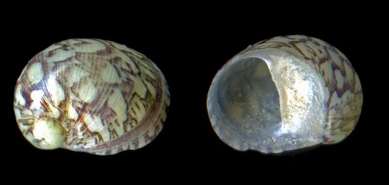 Neritidae Theodoxus fluviatilis (Linnaeus, 1758) (Ostia )